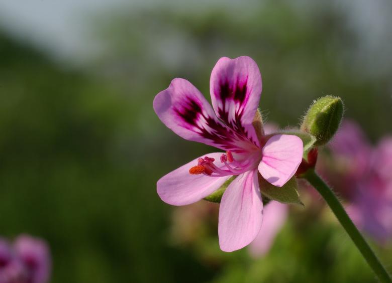 Free stock image of Fresh Flower created by Pixabay