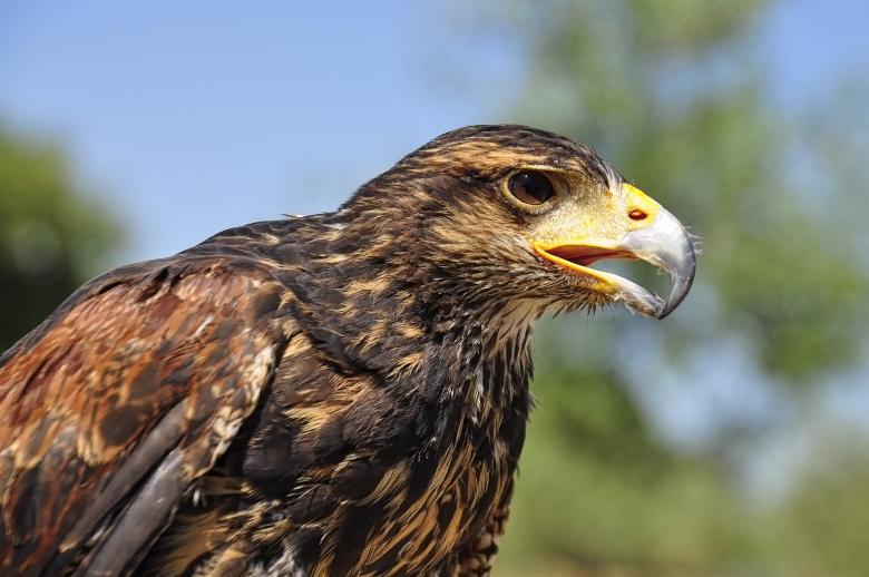 Free stock image of Golden Eagle created by Pixabay