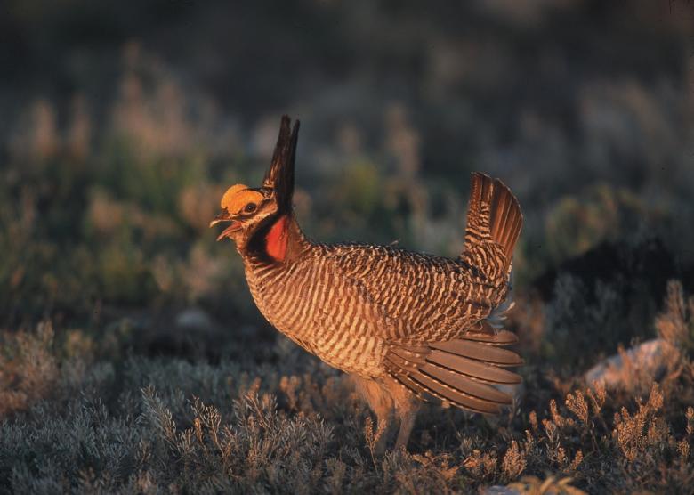 Free stock image of Grouse in the Jungle created by Pixabay