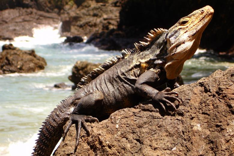 Free stock image of Wild Iguana created by Pixabay