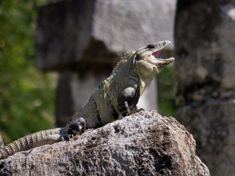 Free stock image of Wild Iguana created by Pixabay