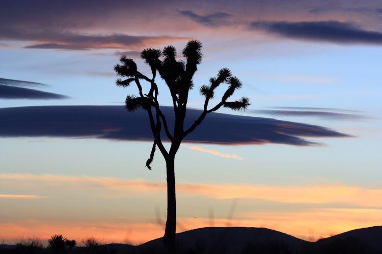 Free stock image of Joshua Trees created by Pixabay