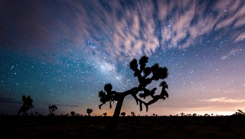 Free stock image of Joshua Trees created by Pixabay