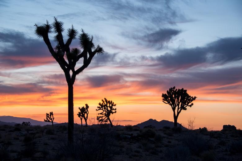 Free stock image of Joshua Trees created by Pixabay