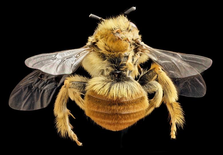 Free stock image of Long Horned Bee created by Pixabay