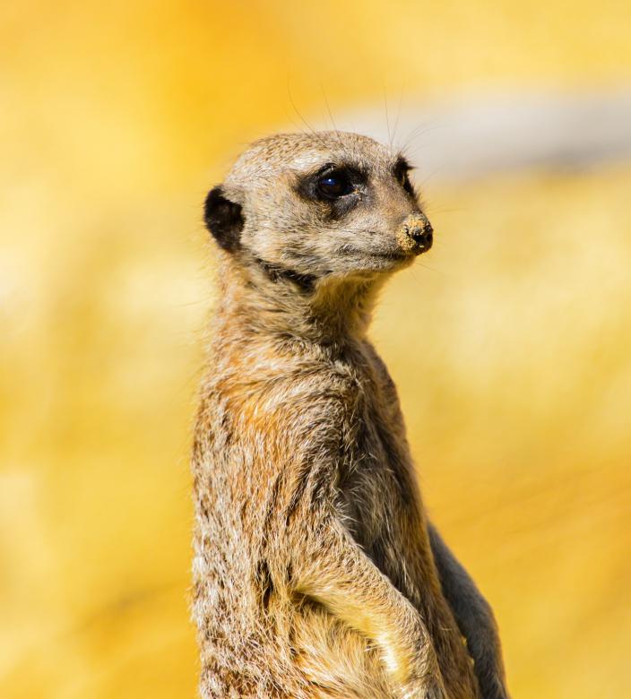 Free stock image of Wild Meerkat created by Pixabay