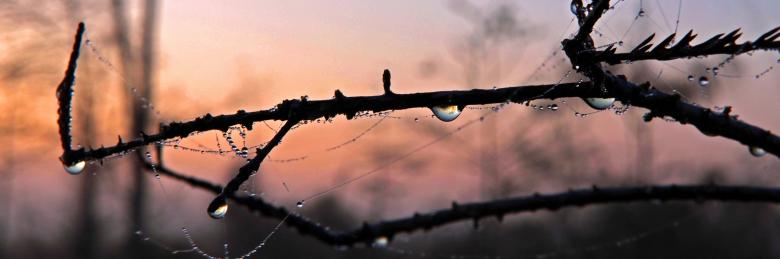 Free stock image of Morning Dew created by Pixabay