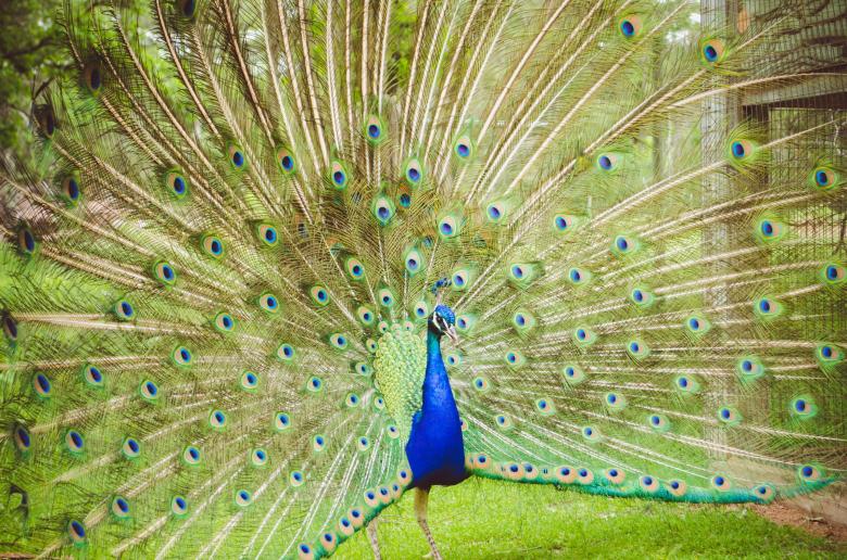 Free stock image of Colors of Nature created by Pixabay