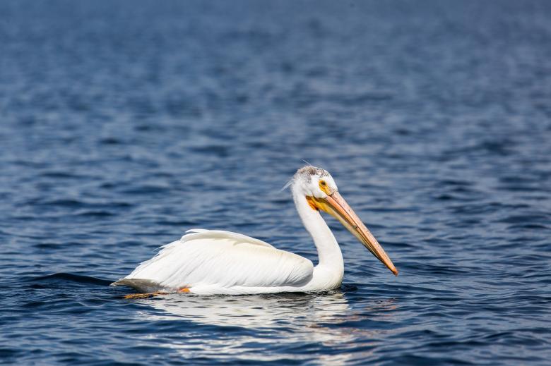 Free stock image of Pelican Swimming created by Pixabay