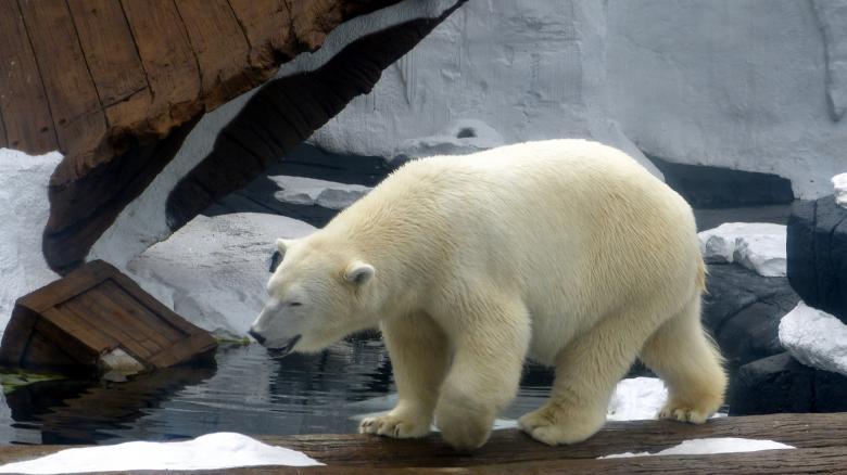 Free stock image of Polar Bear created by Pixabay