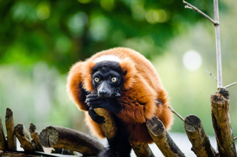Free stock image of Red Ruffed Lemur created by Pixabay