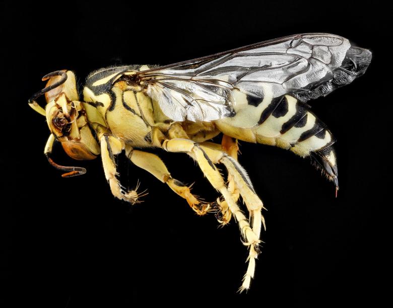 Free stock image of Sand Wasp created by Pixabay