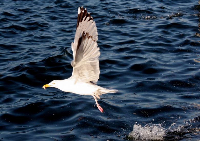 Free stock image of Seagull Flying created by Pixabay