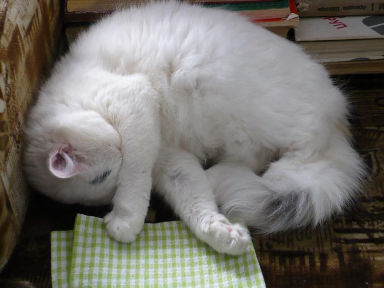 Free stock image of Sleeping Cat created by Pixabay