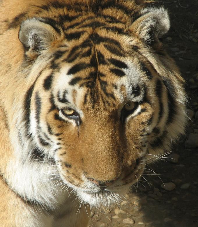Free stock image of Bengal Tiger Closeup created by Pixabay