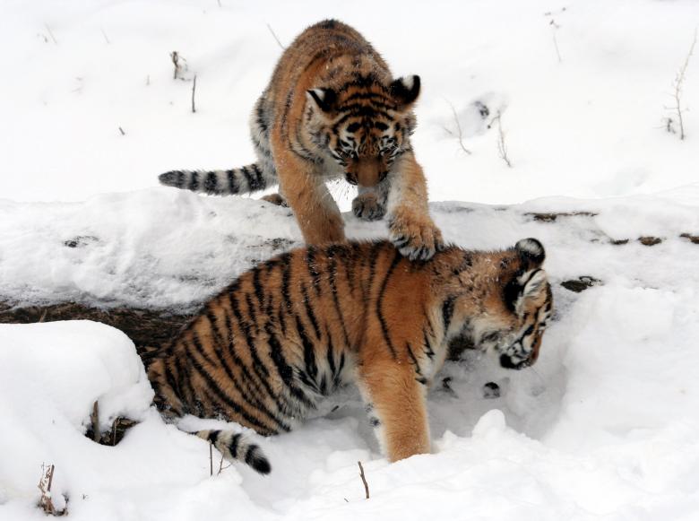 Free stock image of Wild Tigers created by Pixabay