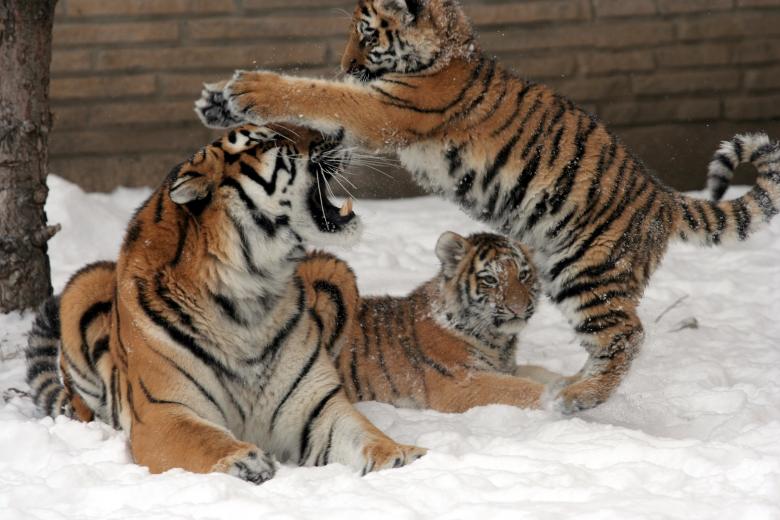 Free stock image of Wild Tigers created by Pixabay