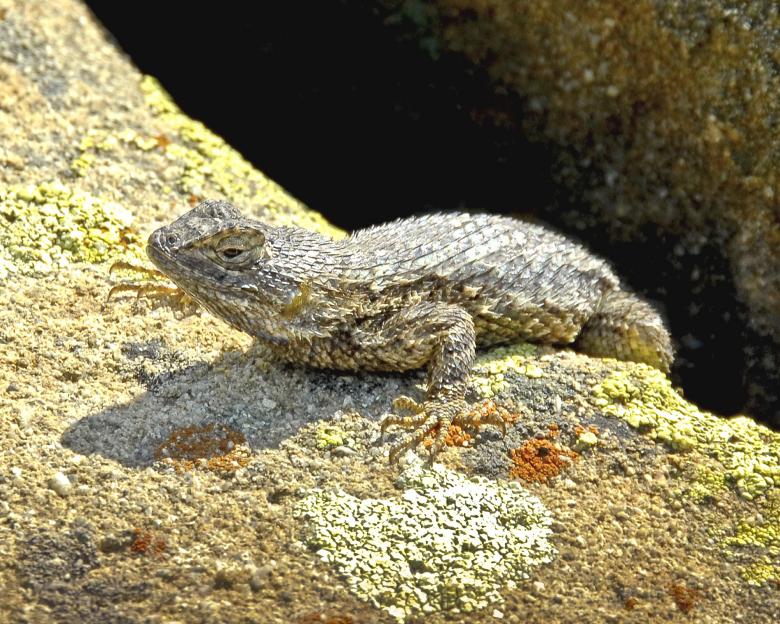 Free stock image of Western Fence Lizard created by Pixabay