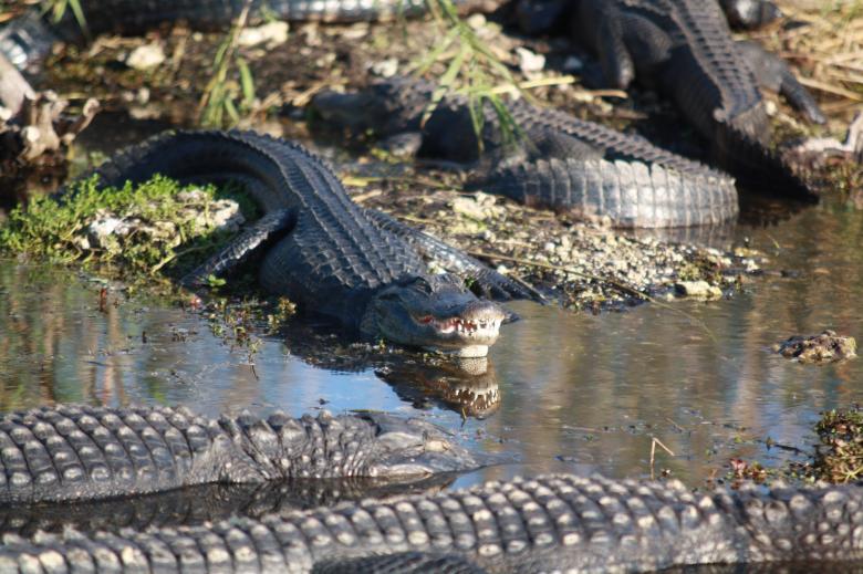 Free stock image of Wild Alligators created by Pixabay