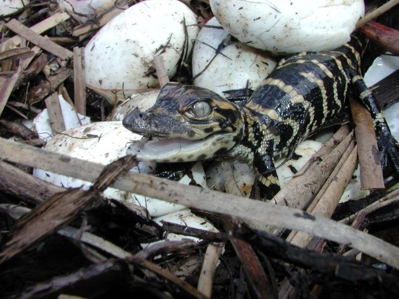Free stock image of Baby Alligator created by Pixabay