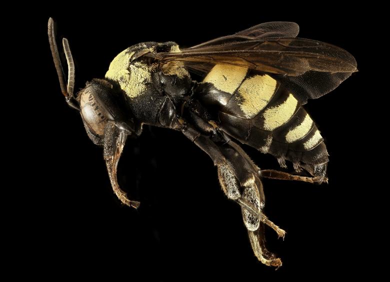 Free stock image of Bee Closeup created by Pixabay
