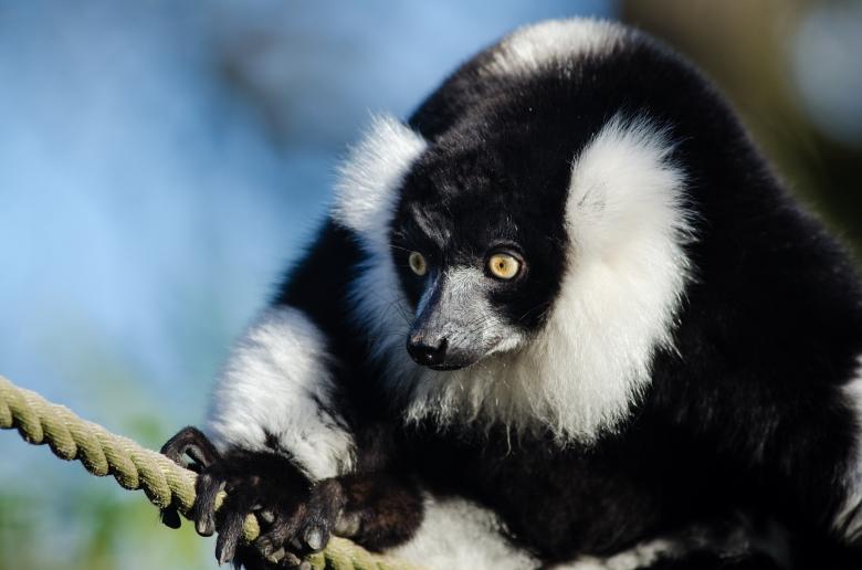 Free stock image of Black n White Ruffed Lemur created by Pixabay