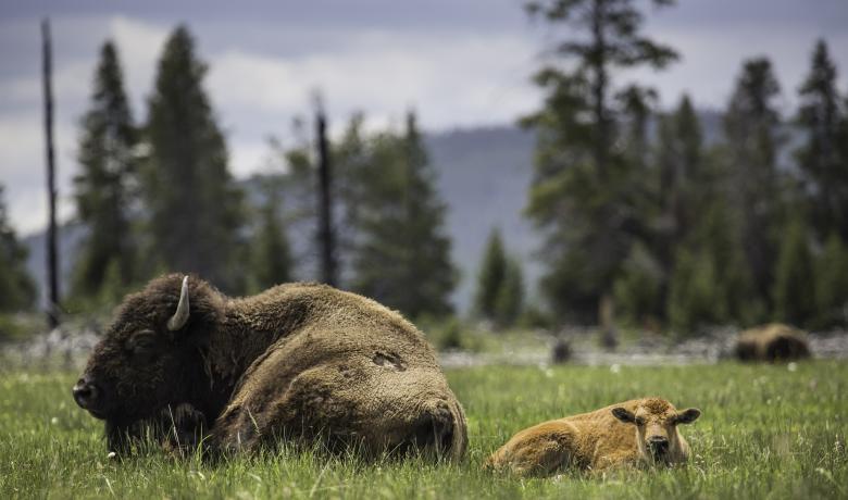 Free stock image of Wild Buffalo created by Pixabay