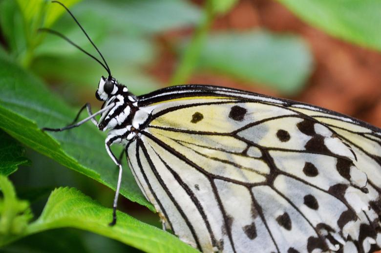 Free stock image of Wild Butterfly created by Pixabay