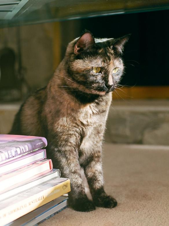 Free stock image of Pet Cat created by Pixabay