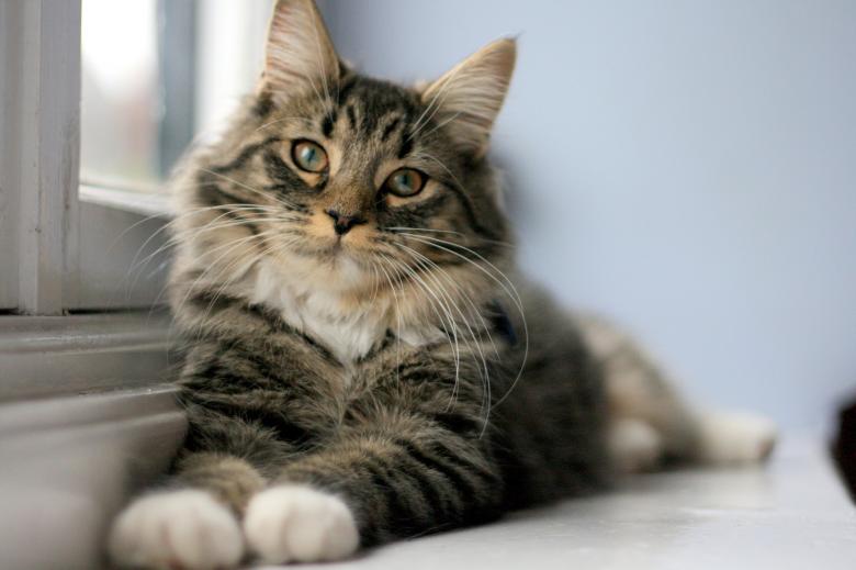 Free stock image of Pet Cat created by Pixabay