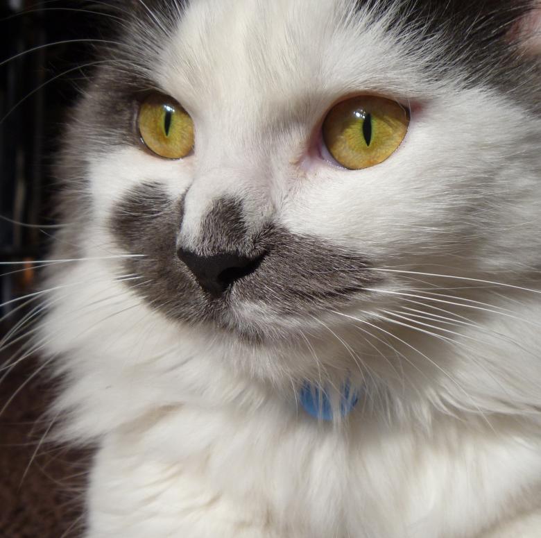 Free stock image of White Cat created by Pixabay