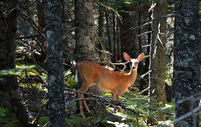 Free stock image of Deer in the Woods created by Pixabay