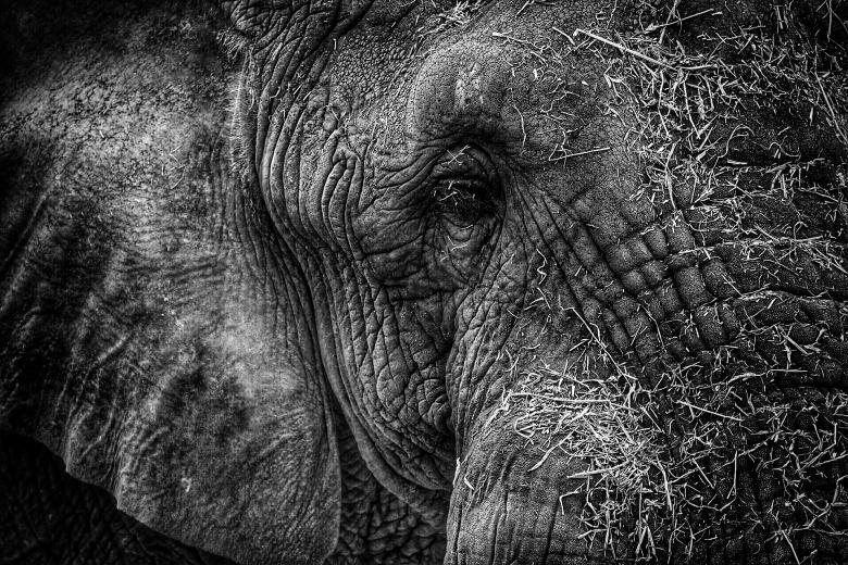 Free stock image of Old Elephant created by Pixabay