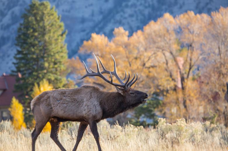 Free stock image of Wild Elk created by Pixabay