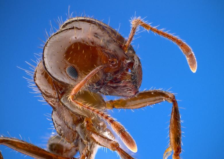 Free stock image of Fire Ant created by Pixabay