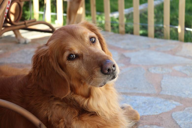 Free stock image of Golden Retriever created by Pixabay