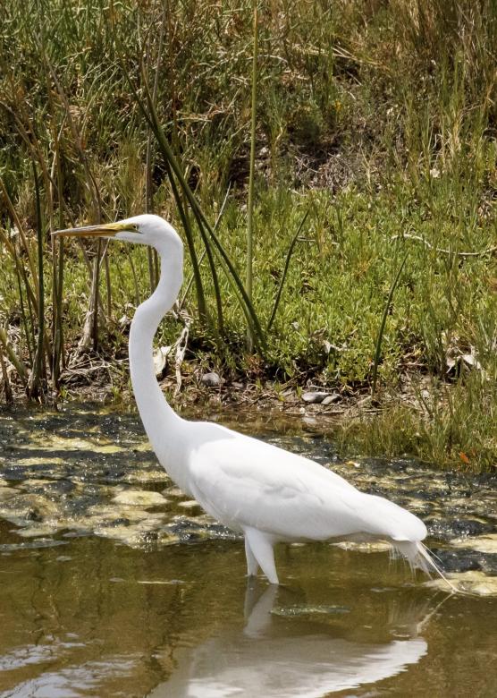 Free stock image of Great Egret created by Pixabay