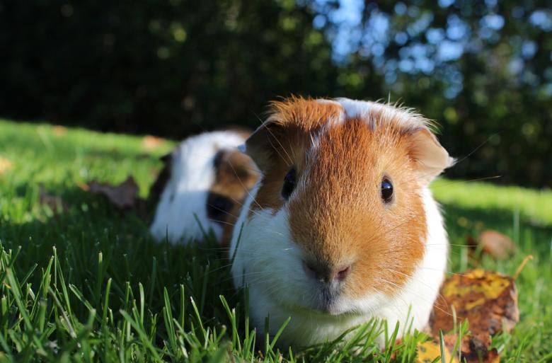 Free stock image of Guinea Pig created by Pixabay
