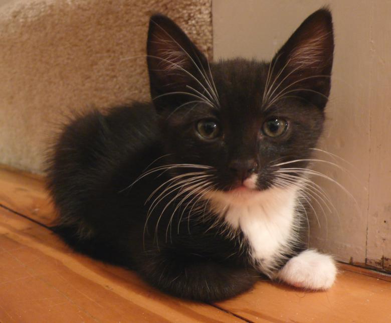 Free stock image of Black Kitten created by Pixabay