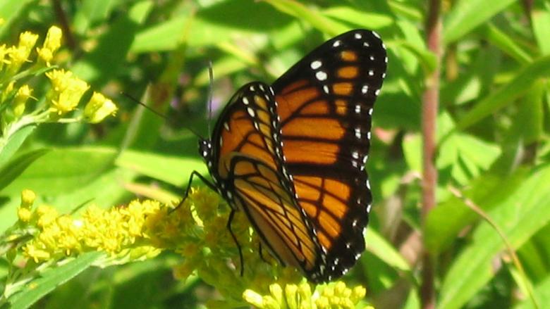 Free stock image of Monarch Butterfly created by Pixabay