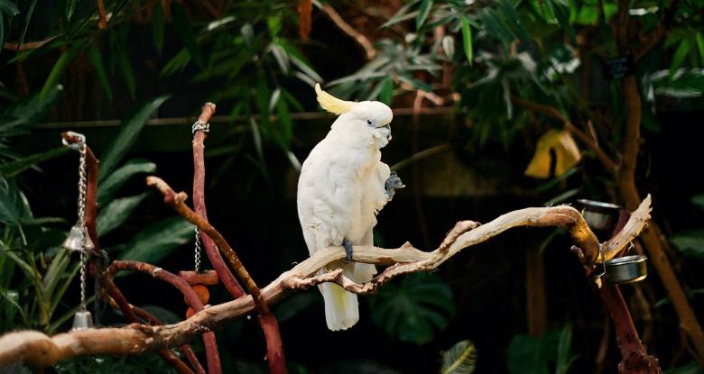 Free stock image of White Parrot in the Zoo created by Pixabay
