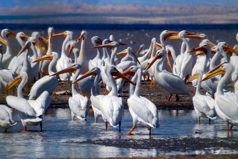 Free stock image of Group of Pelicans created by Pixabay