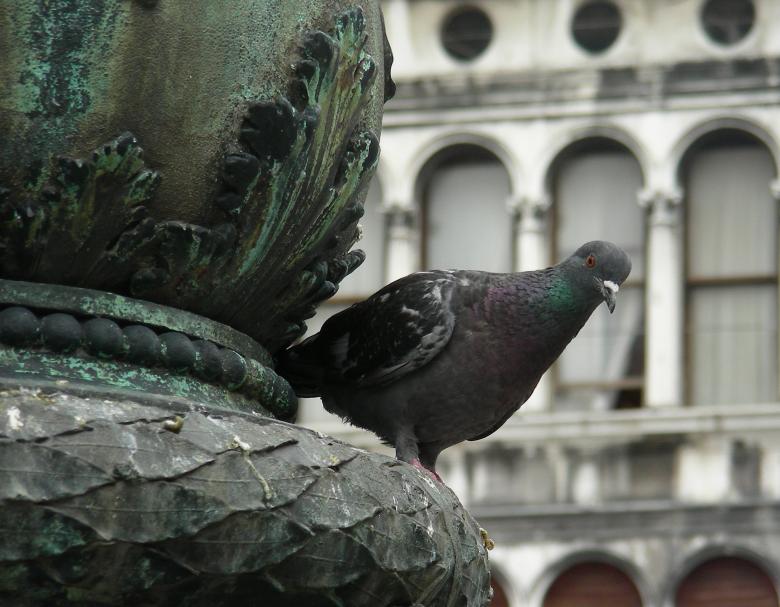 Free stock image of Pigeon Hiding created by Pixabay