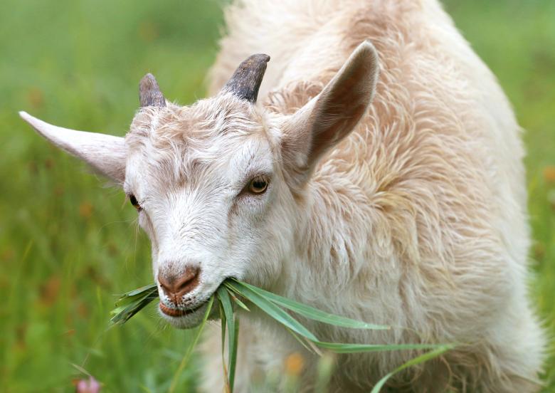 Free stock image of Goat created by svklimkin