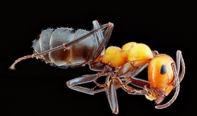 Free stock image of Ant Closeup created by Pixabay