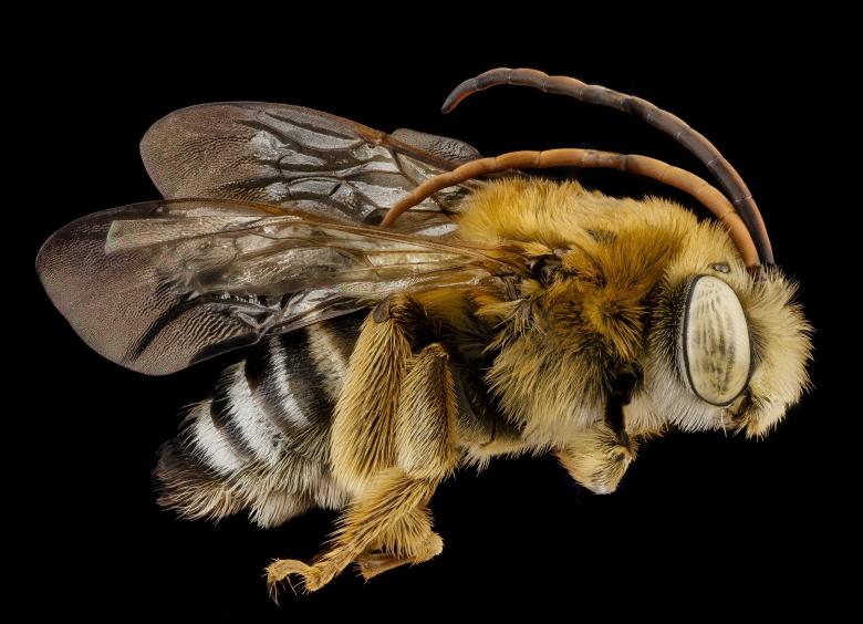 Free stock image of Bee Closeup created by Pixabay