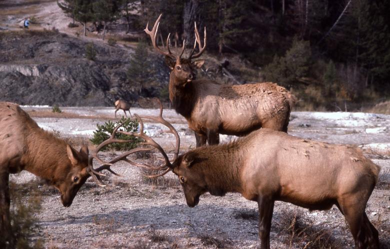 Free stock image of Bull Elk created by Pixabay