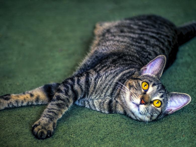 Free stock image of Pet Cat created by Pixabay