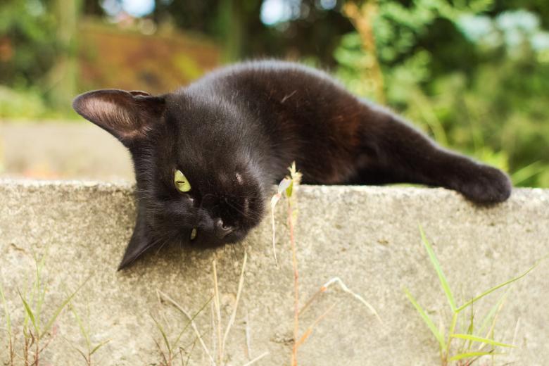 Free stock image of Pet Cat created by Pixabay