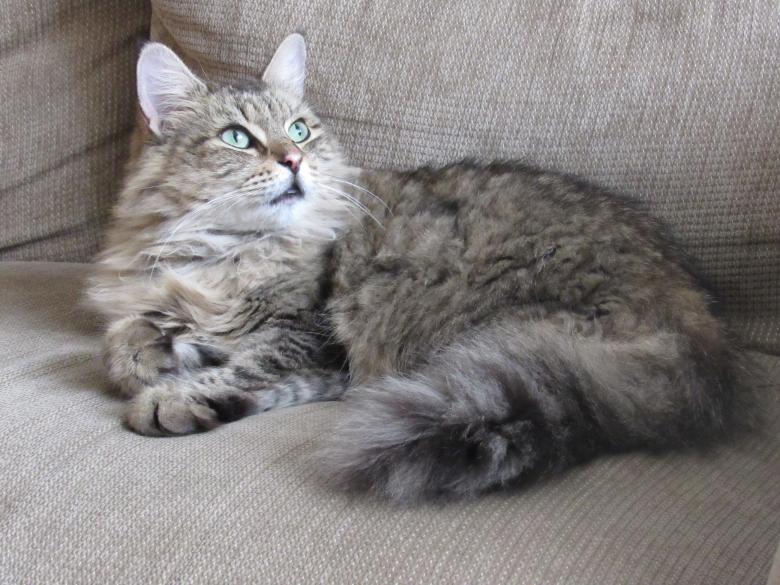 Free stock image of Pet Cat created by Pixabay